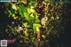 A view of a garden at night through the trees.